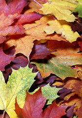 Image showing Autumn leaf 