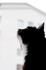 Image showing cat looking at the sky