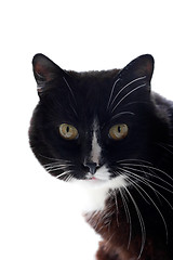 Image showing cute cat portrait