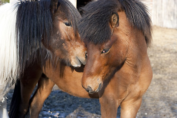 Image showing Portrait of two horses