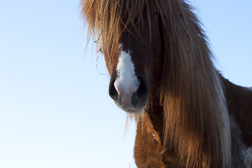 Image showing Portrait of a horse