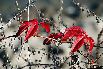 Image showing Red autumn