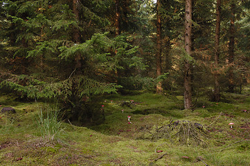 Image showing Enchanted forest