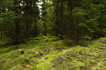 Image showing Mystical forest