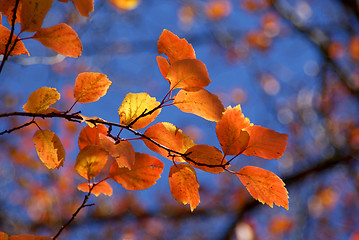 Image showing Colorful Autumn Leaves