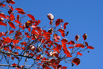 Image showing Red Fall Foliage against Blue Sky