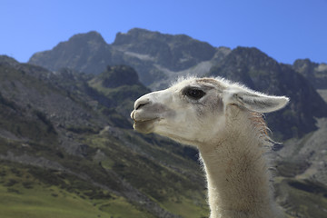 Image showing Lama profile and Pyrenees Mountains