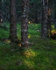 Image showing Trees in a forest