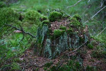 Image showing Tree stump