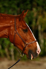 Image showing Horse with open mouth