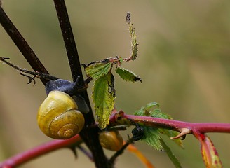 Image showing Snail on nettles