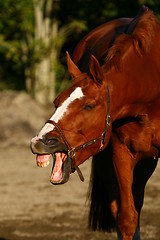 Image showing Horse making a grimace