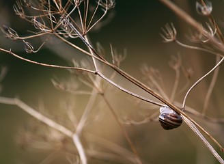 Image showing Snail on a dead plant