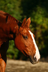 Image showing Horse portrait