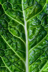 Image showing savoy cabbage leaf