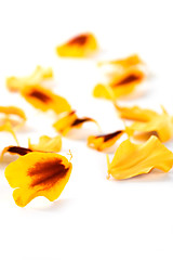 Image showing marigold flowers petals