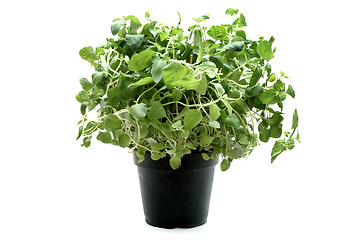 Image showing Oregano