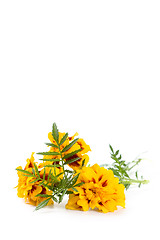 Image showing marigold flowers