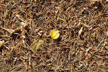 Image showing pine needles