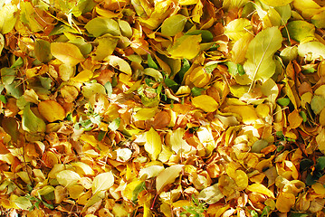 Image showing autumn background