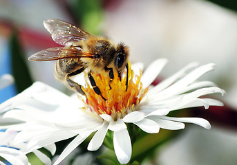 Image showing Bees collect honey