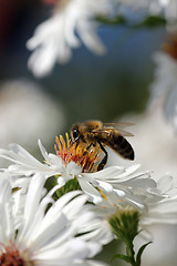 Image showing honigbiene,