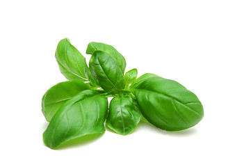 Image showing Basil