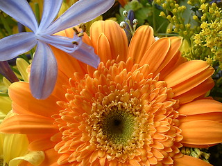 Image showing Orange gerbera