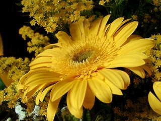 Image showing Yellow gerbera