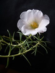 Image showing White moss rose