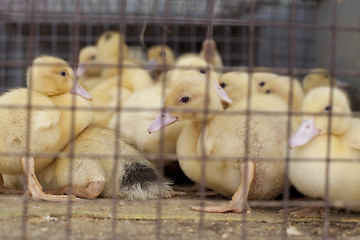 Image showing Little duck in a cage