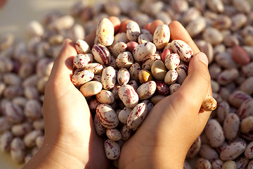 Image showing Sharing some food