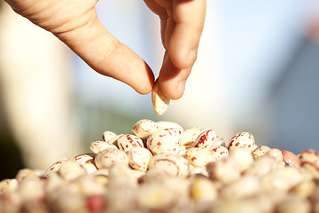 Image showing Sharing some food