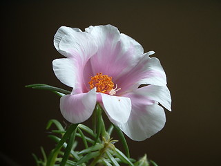 Image showing Pink and white moss rose