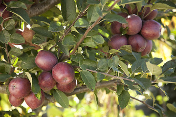 Image showing Red apple tree