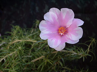 Image showing Pink and white moss rose