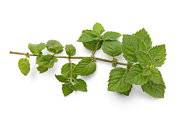 Image showing A green sprig of mint