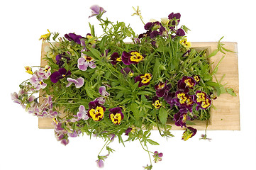 Image showing A wooden tray with pansies