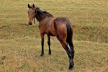 Image showing Bay horse in the meadow