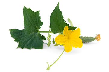 Image showing Brush cucumber