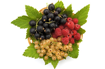 Image showing Currants and raspberries in the basket