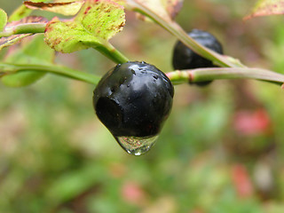 Image showing Juicy bilberry