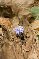 Image showing The first flower in our district