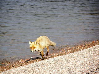 Image showing Fox