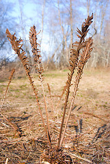 Image showing Late autumn