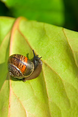 Image showing snail