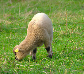 Image showing sheep 