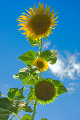 Image showing Sunflowers 