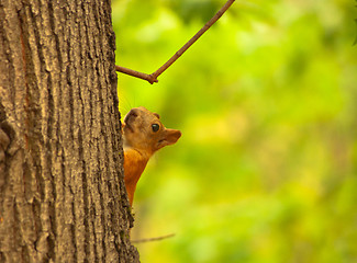 Image showing squirrel 