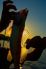 Image showing Trophy on fishing – a zander